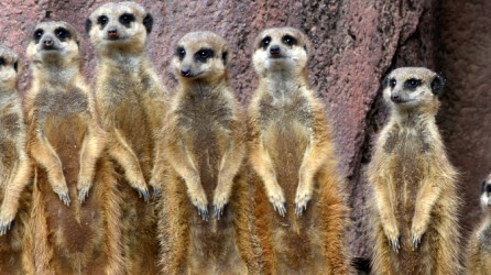 GaiaZOO header stokstaartjes