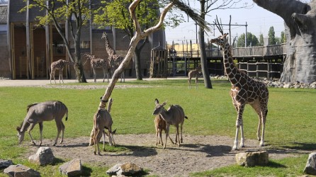 Diergaarde Blijdorp