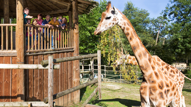 Bellewaerde giraffe