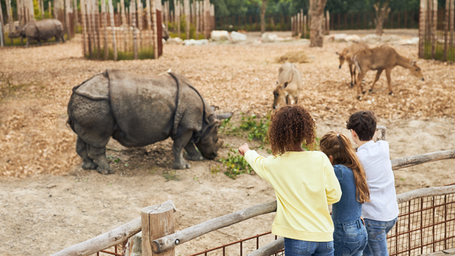 Dierenrijk Neushoorn