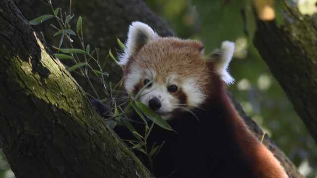 Blijdorp Pandabeertje