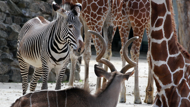 Artis Zebra