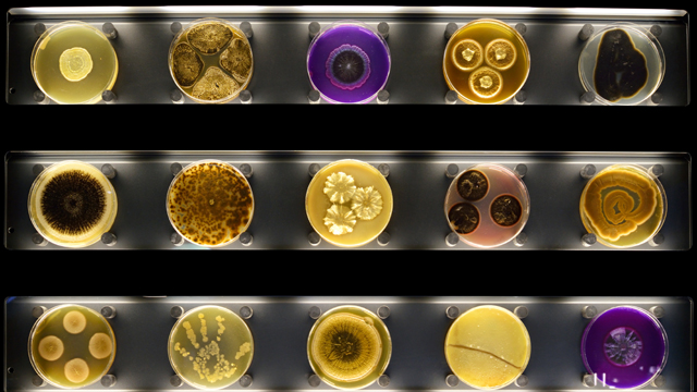 Micropia potjes