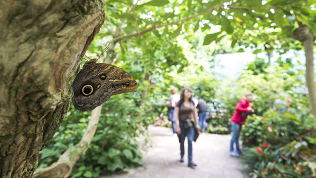 Artis Vlinder