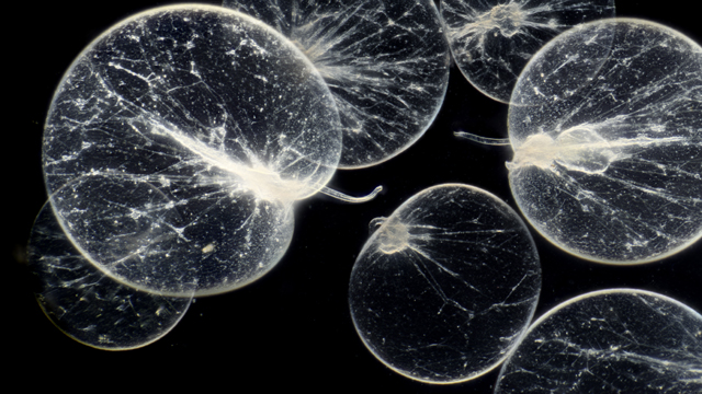 Micropia cellen