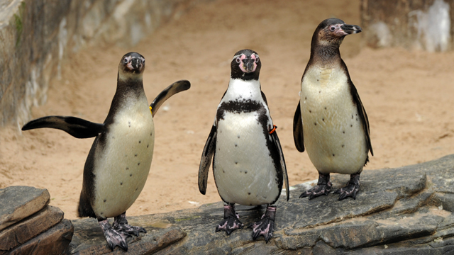 SEA LIFE Pinguins