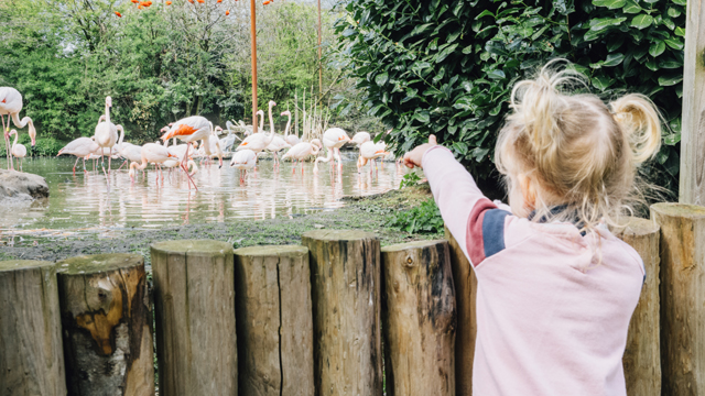 Dierenrijk Flamingos