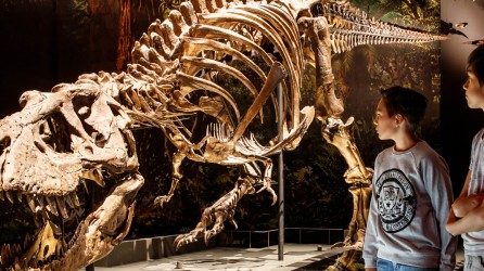 Naturalis t rex Header 1